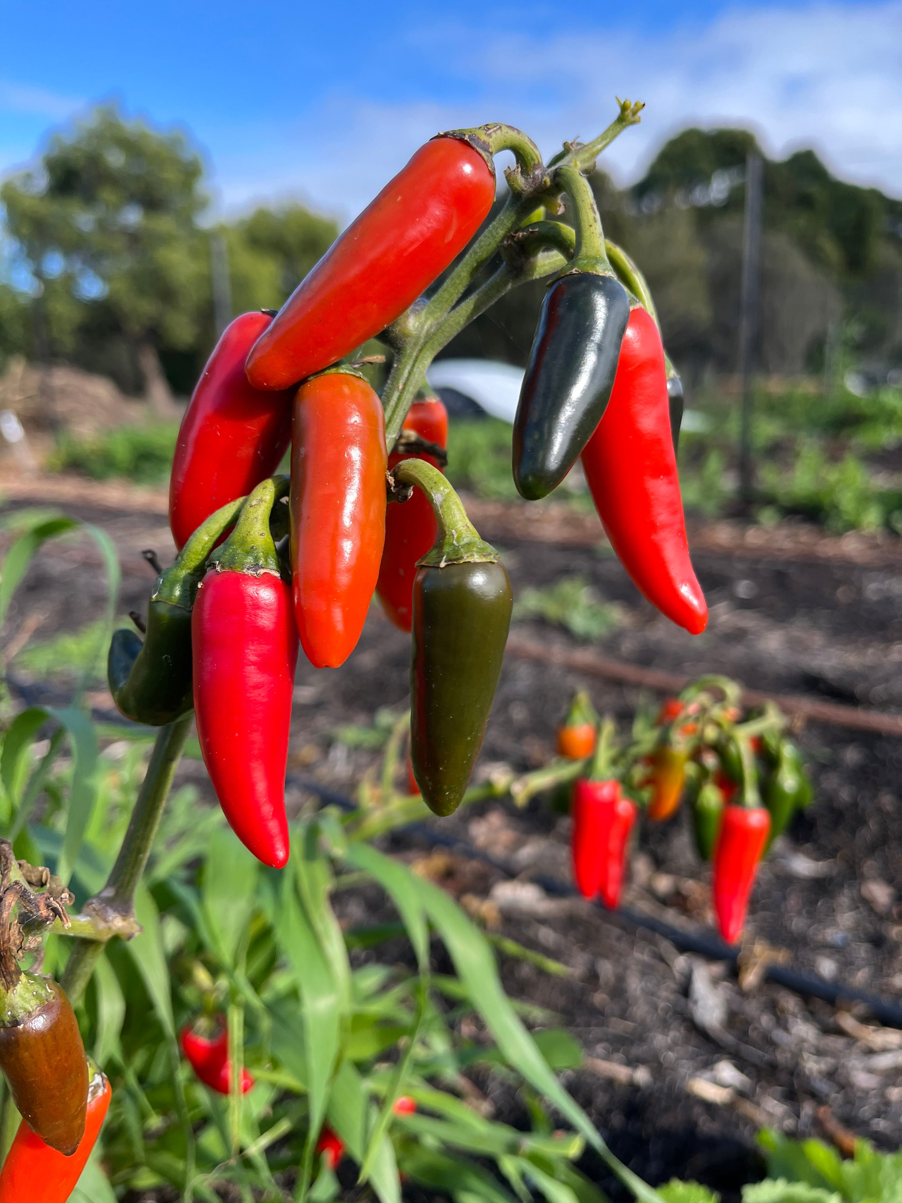 500g Jalapeno Chillies (Mild Heat)